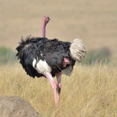Struthio camelus massaicus