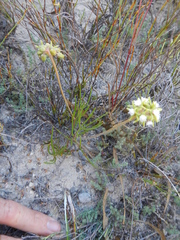 Eustegia minuta