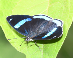 Diaethria eluina