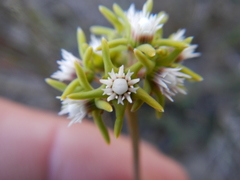 Eustegia minuta