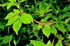 Takydromus stejnegeri