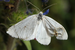 Lithostege farinata