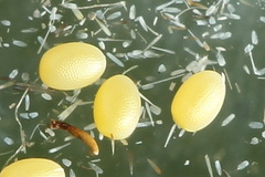 Lithostege farinata