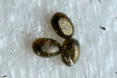 Lithostege farinata