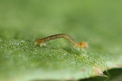 Lithostege farinata