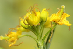 Lithostege farinata