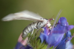 Lithostege farinata