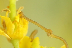 Lithostege farinata