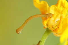 Lithostege farinata