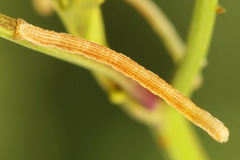 Lithostege farinata
