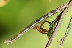 Lithostege farinata
