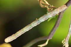 Lithostege farinata