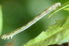 Lithostege farinata