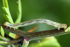 Lithostege farinata