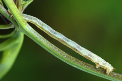 Lithostege farinata