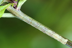 Lithostege farinata