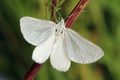Lithostege farinata