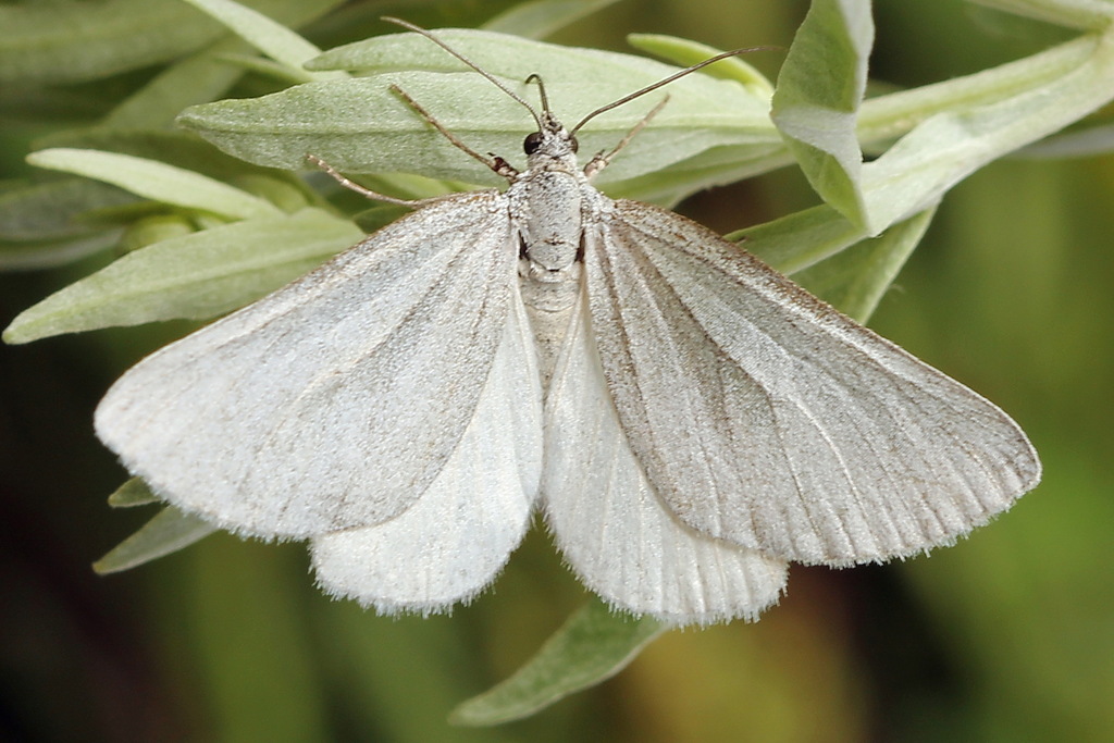Lithostege farinata