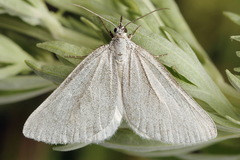 Lithostege farinata