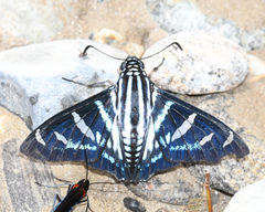 Jemadia albescens