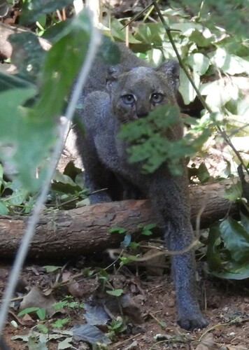 Jaguarundi