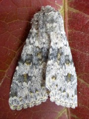 Polymixis rufocincta