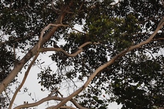 Philemon buceroides