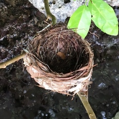 Artamus leucorynchus