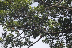 Ducula pinon pinon