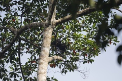Ducula pinon pinon