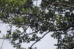 Ducula pinon pinon