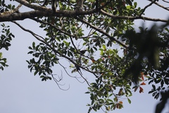 Philemon buceroides