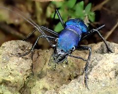 Pseudoxycheila tarsalis