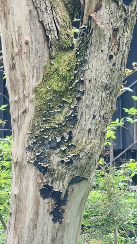 Punctularia strigosozonata