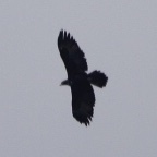 Aquila gurneyi