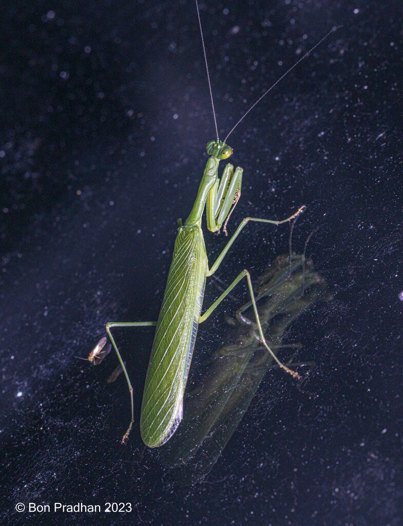 Anaxarcha acuta