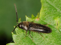 Eucnemidae