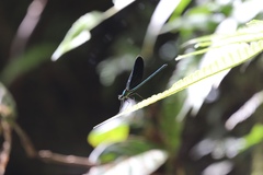 Neurobasis australis