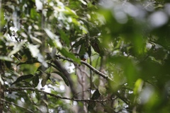 Ptilinopus pulchellus