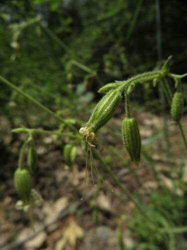 Image of Lemmon's Catchfly (Silene lemmonii) by no rights reserved