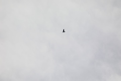 Geoffroyus geoffroyi