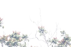 Hypocharmosyna placentis