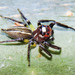 Sylvan Jumping Spider - Photo (c) Cheryl Harleston López Espino, some rights reserved (CC BY-NC-ND), uploaded by Cheryl Harleston López Espino