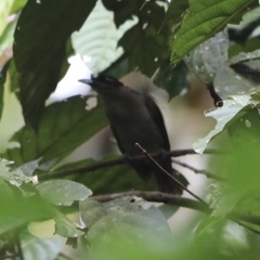 Cicinnurus magnificus