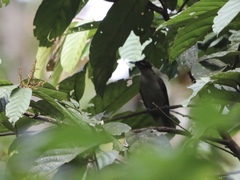 Cicinnurus magnificus