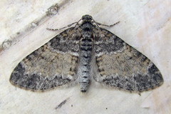 Lobophora halterata