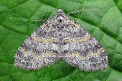 Lobophora halterata