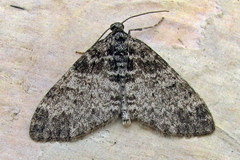 Lobophora halterata
