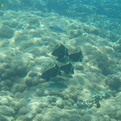 Heniochus varius