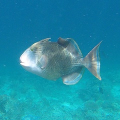 Pseudobalistes flavimarginatus